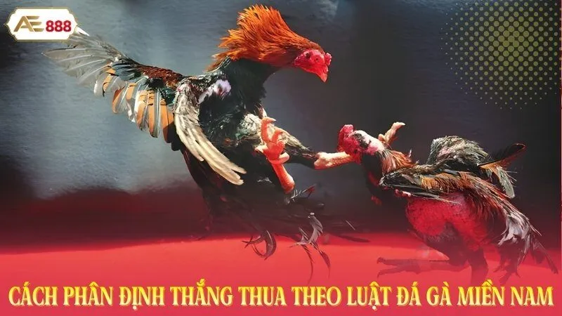 Cách phân định thắng thua theo luật đá gà miền Nam
