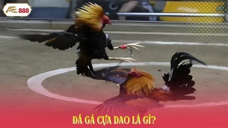 Đá gà cựa dao là gì?