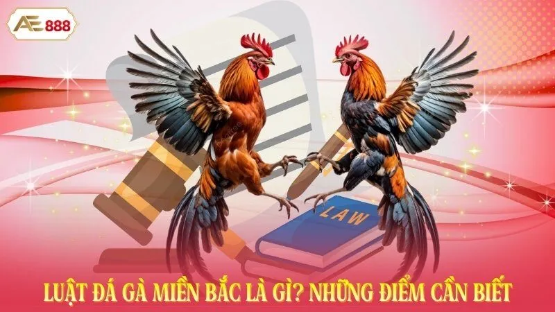 Luật đá gà miền Bắc là gì? Những điểm cần biết