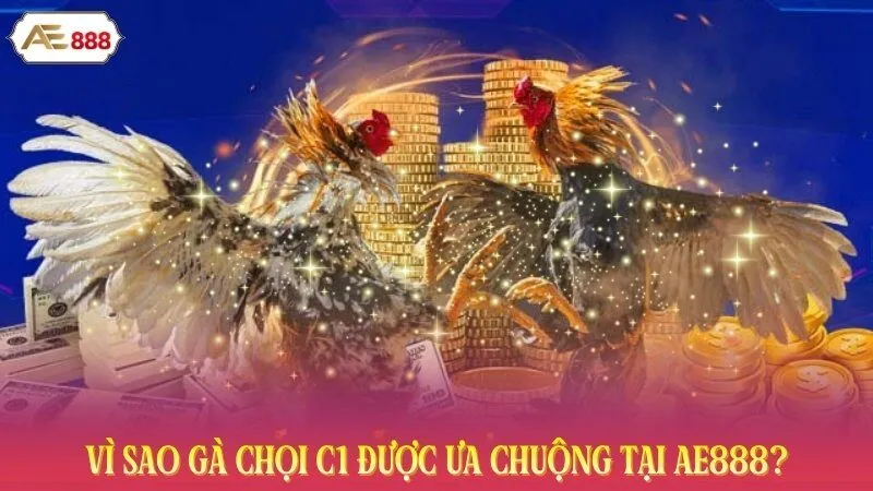 Vì sao gà chọi C1 được ưa chuộng tại AE888?